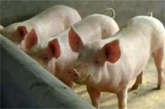 如何对秋季养猪场，易发的猪病进行防控和混合感染？ - 猪病预防